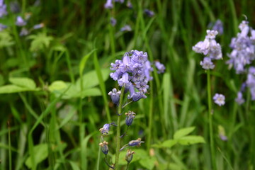 Bluebells