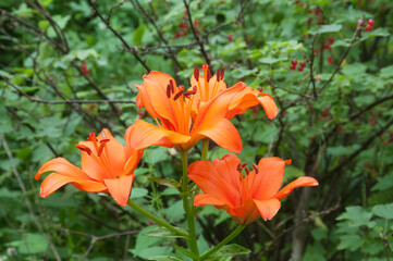Orange lily flowers in a garden