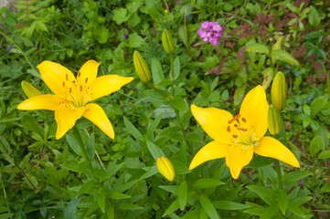 Yellow lily flowers in a garden