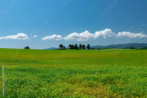 北海道 美瑛町の夏の風景 Wall Mural Wallpaper Murals 英敏 松本 北海道 美瑛町の夏の風景 Wall Mural Wallpaper Murals 英敏 松本
