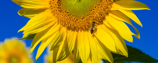 Fototapeta premium A Bee while collecting pollen from sunflower blossom.