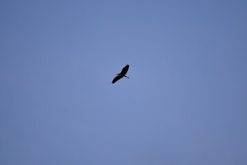 gray egret flying in the sky