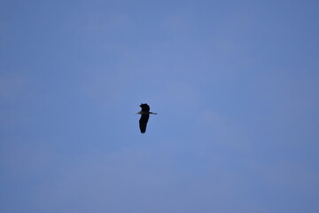 gray egret flying in the sky