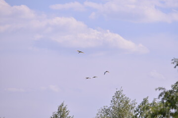 whitr egrets flying in the sky