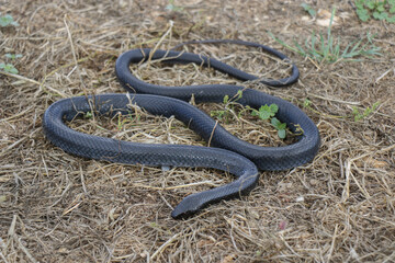 Obraz premium Large black snake