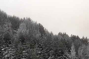 Fog over forest covered in hoarfrost