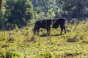 Duas vacas pretas comendo capim.