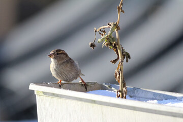 Tree sparrow perching on a flower box