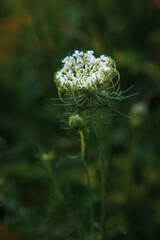 close up flowering weed