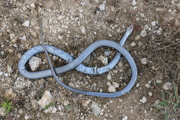 dead snake 