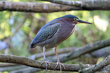 Green heron - Florida
