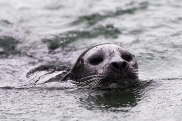 Naklejka premium Close up of seal in the sea