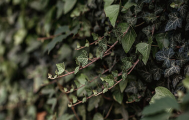 green leaves on the street