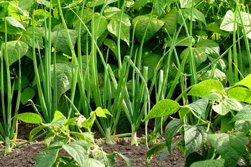 Vegetable garden where onions and green beans grow