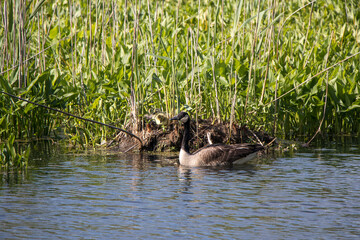 canada goose swimming