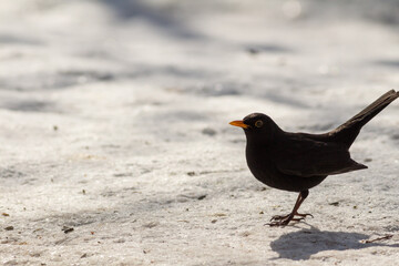 Portrait of blackbird in snow
