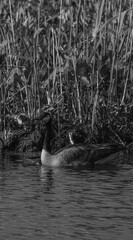 canada goose swimming