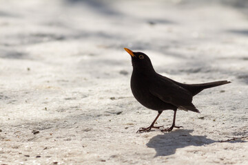 Portrait of blackbird in snow