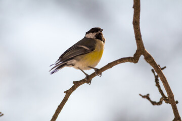 Great tit perching on a branch