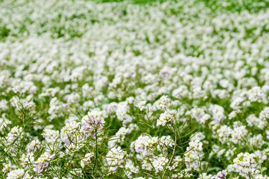 A fallow field covered with White Wall Rocket plants and flowers in full bloom during winter, Malta