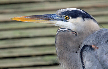 Great blue heron in profile - Florida