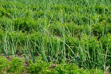 Perfect beautiful vegetable garden with green onions and carrots, straight furrows