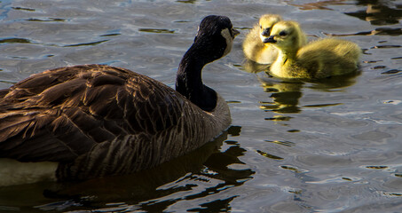 goose with goslings swimming