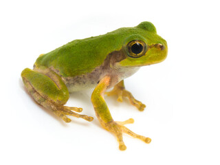 Japanese tree frog  on white background, Hyla japonica