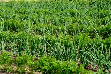 Perfect beautiful vegetable garden with green onions and carrots, straight furrows