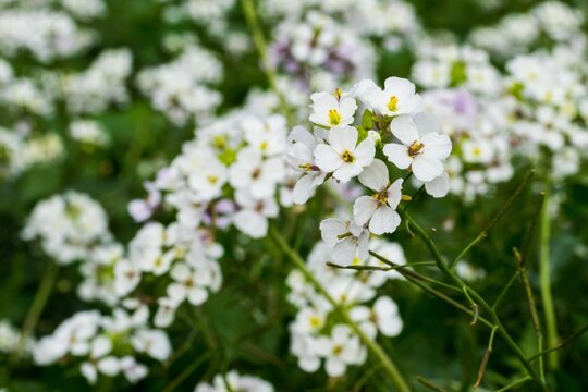 A close-up macro shot of White Wall Rocket plant with flowers in bloom in Malta