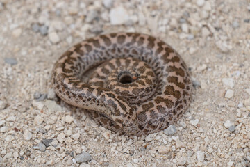 Fototapeta premium Boa snake is small and beautiful