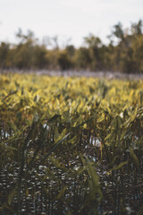 tall grass in marsh
