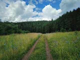 dense forest against a blue sky with clouds