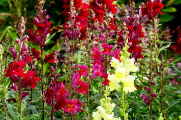 Colorful Snapdragons Flowers in the summer garden