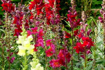 Colorful Snapdragons Flowers in the summer garden
