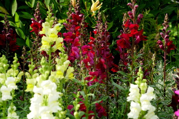 Fototapeta na wymiar Colorful Snapdragons Flowers in the summer garden