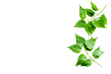 Green tree leaves pattern. Nature summer concept, above view, flat lay