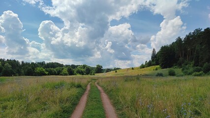 field near the forest on a sunny day against the background of blue sky with clouds