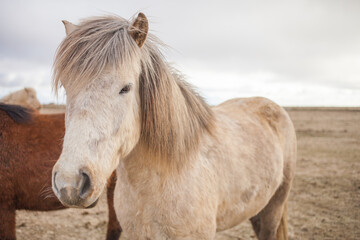 Obraz na płótnie Canvas the Icelandic horse with beautiful skin 