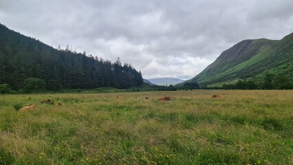 Fototapeta premium Highland cow in the highlands