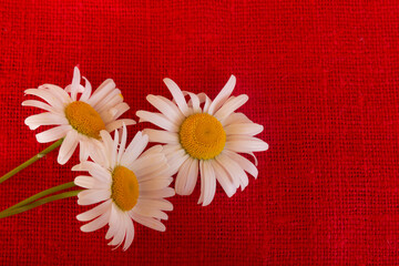 chamomile on red burlap background, texture of coarse natural fabric, white petals yellow middle of the flower
