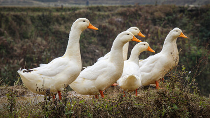 Naklejka na ściany i meble A group or raft of white pecking ducks standing at the edge of a rice terrace