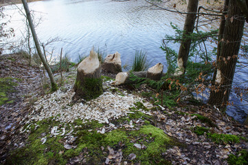 Beavers nibbled the trunk of a tree. Beaver teeth marks on trees.