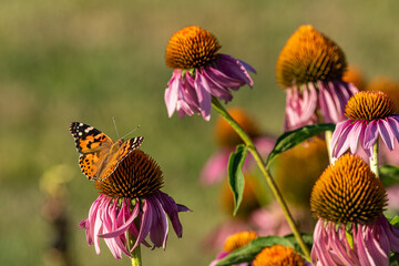 Orange monarch butterfly perched on purple coneflowers in garden in summer