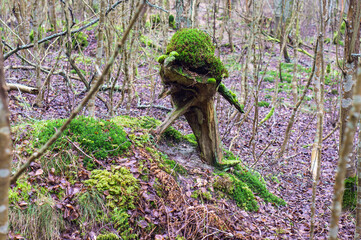 Dense old forest. Trees covered with green moss.