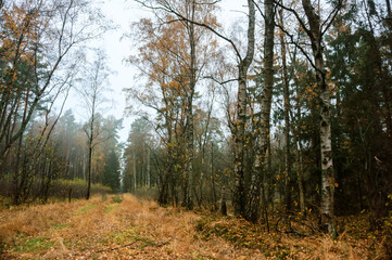 Yellowed trees in the autumn forest. Road in the autumn forest.