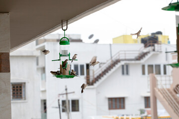 birds feed from a bird feeder which is hung in front of a house in an urban area in India.