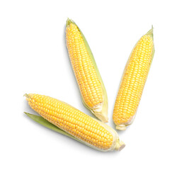 Fresh corn cobs on white background
