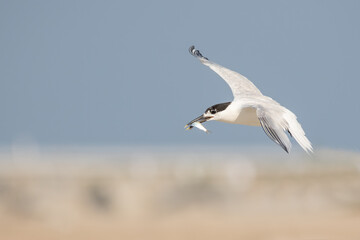 A sandwich tern with a  fish in its mouth