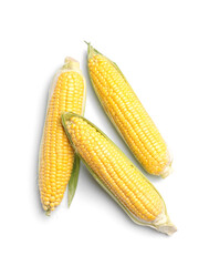 Fresh corn cobs on white background